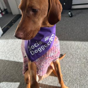 Social Doggocrats Bandana